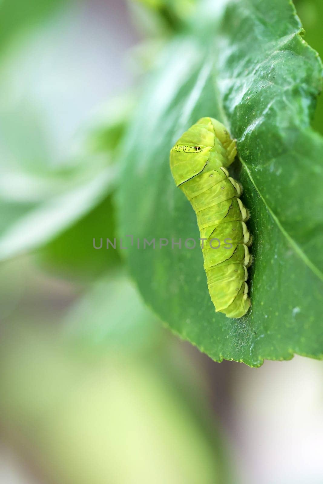 Swallowtail larva (Caterpillar) feeding on lemon leaf