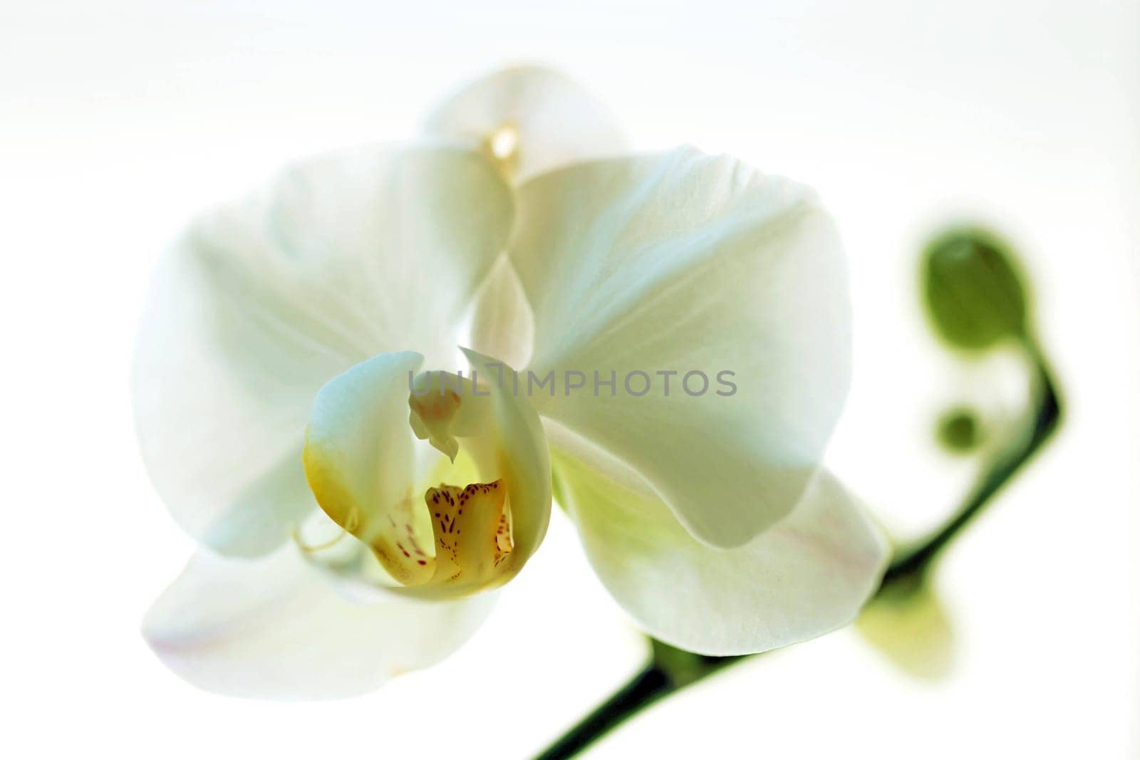 Close-up of white Phalaenopsis orchid flower