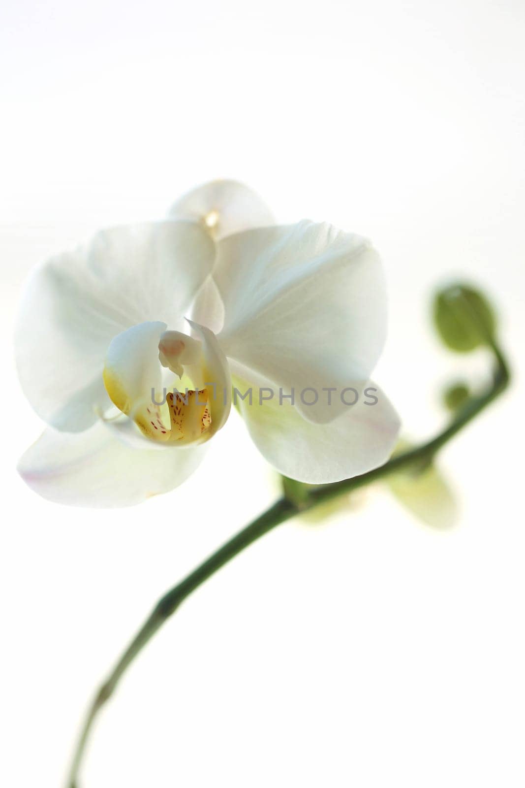 Close-up of white Phalaenopsis orchid flower