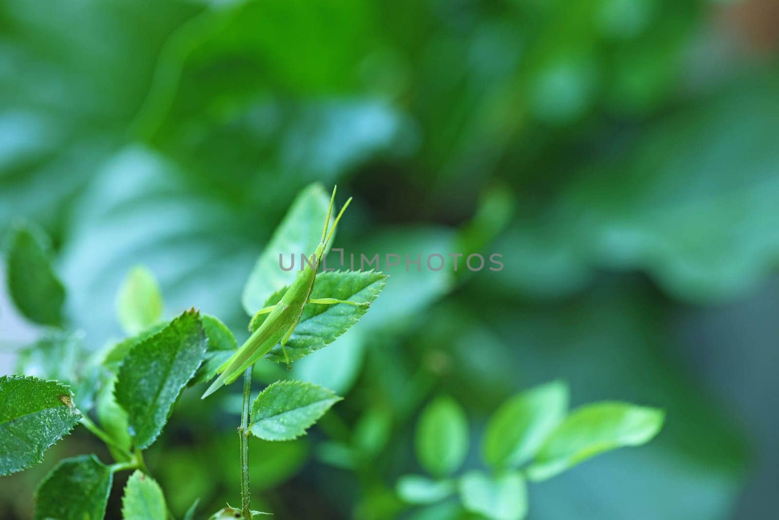 Green grasshopper perched on a rose leaf