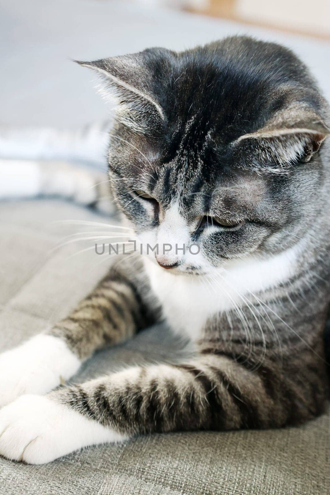 Mackerel tiger cat (tabby cat) relaxing on the floor