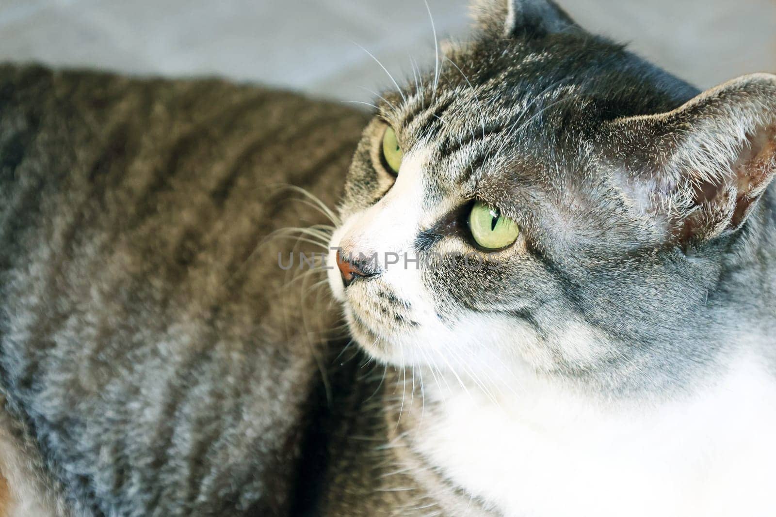 Mackerel tiger cat (tabby cat) relaxing on the floor