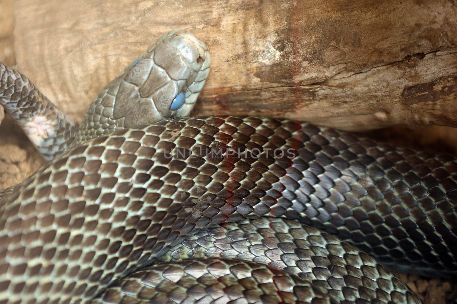 Blue general coiled in a coil, Close-up of a snake