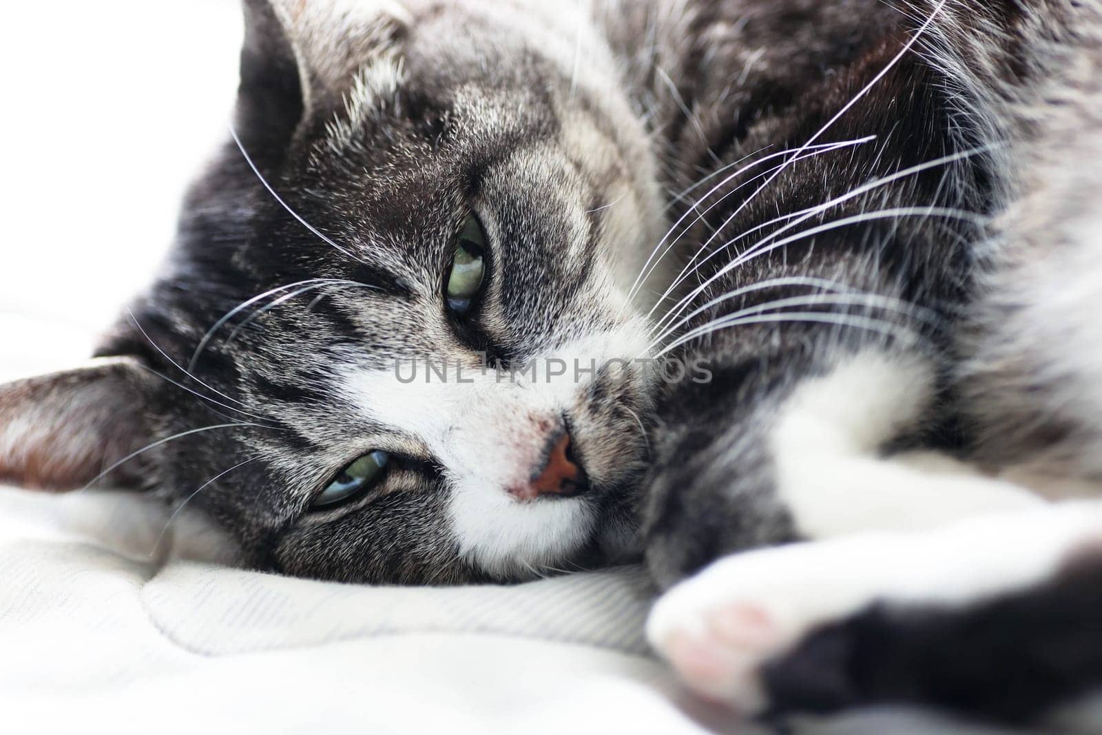 Mackerel tiger cat (tabby cat) curled up in bed and sleeping
