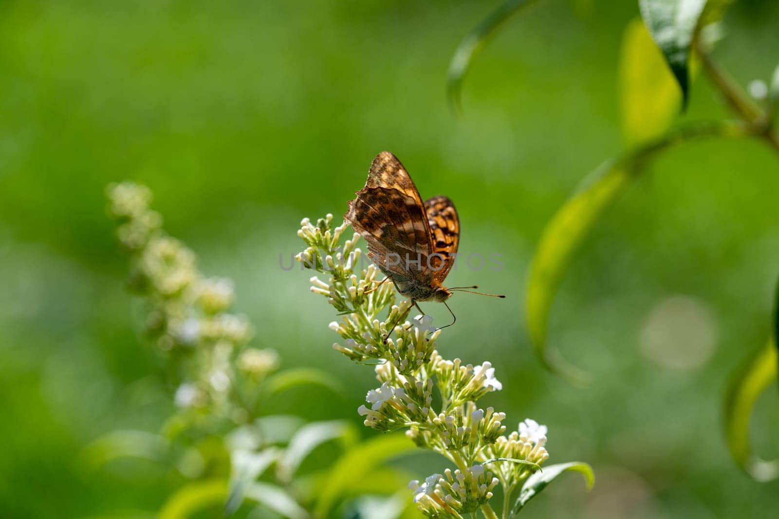 Butterfly "Emperor Mantle"" (Argynnis paphia) on white buddleia in green nature"