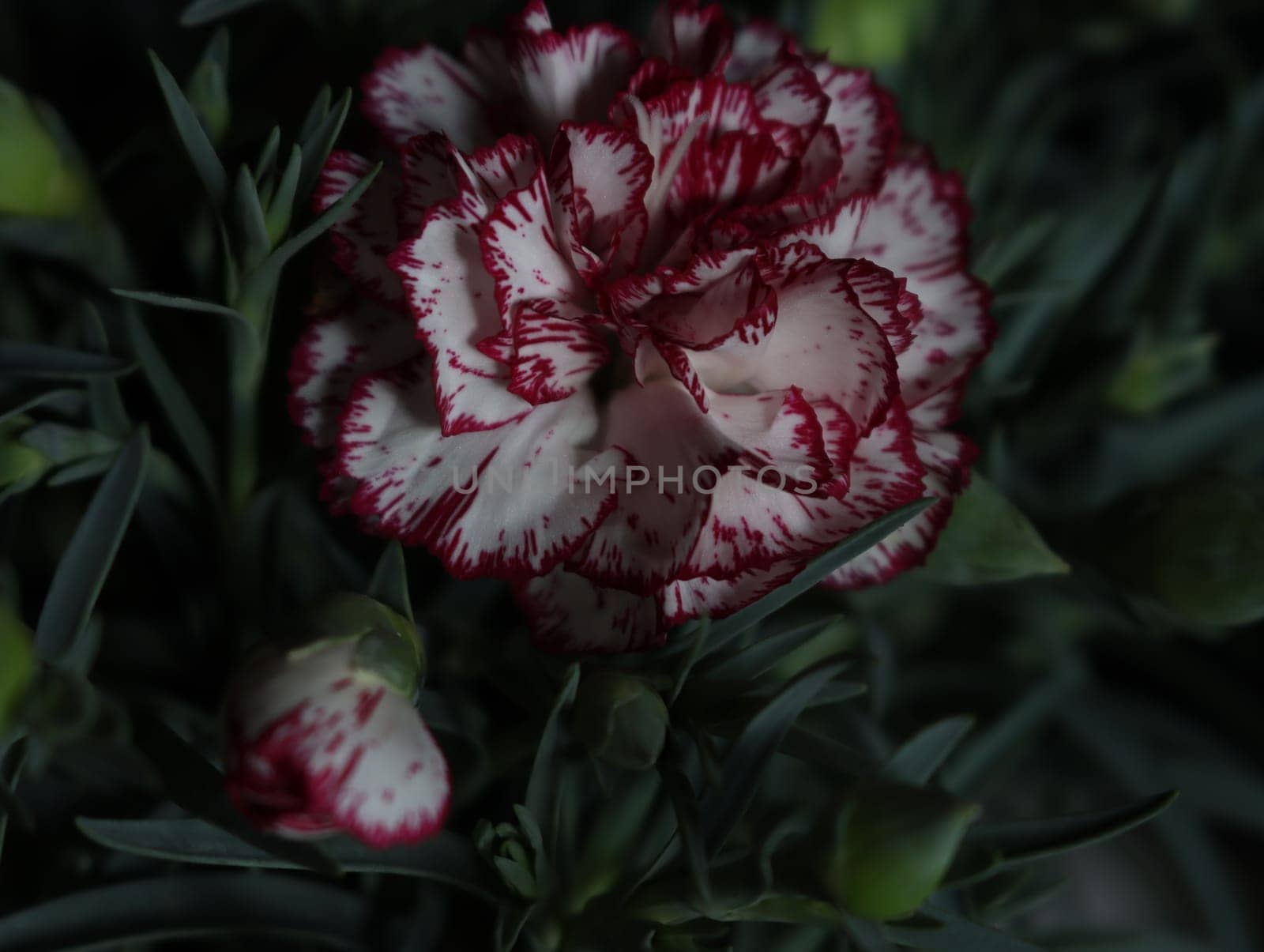 beautiful natural carnation flower color plant green red