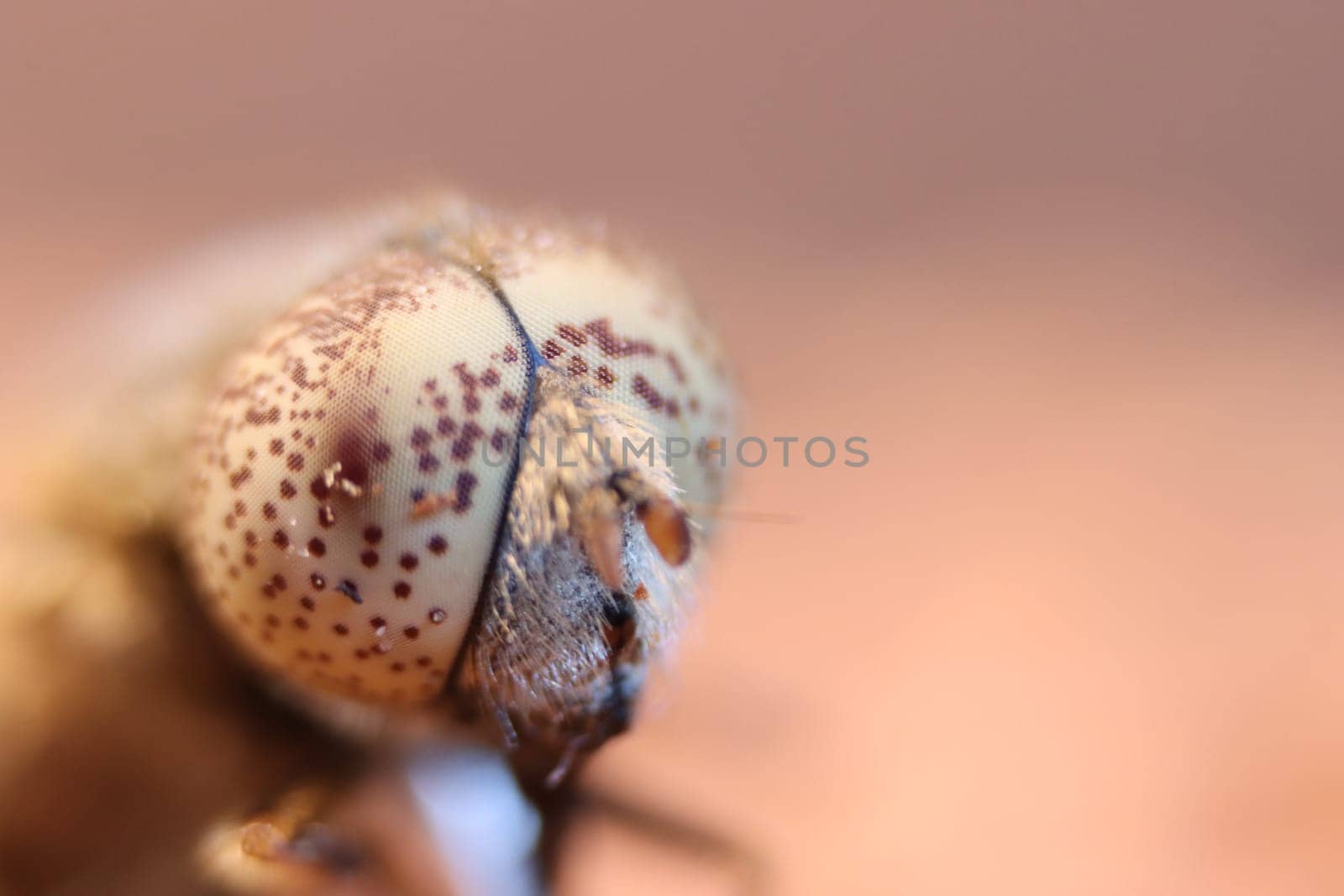 insect fly macro head tiny eye nature small