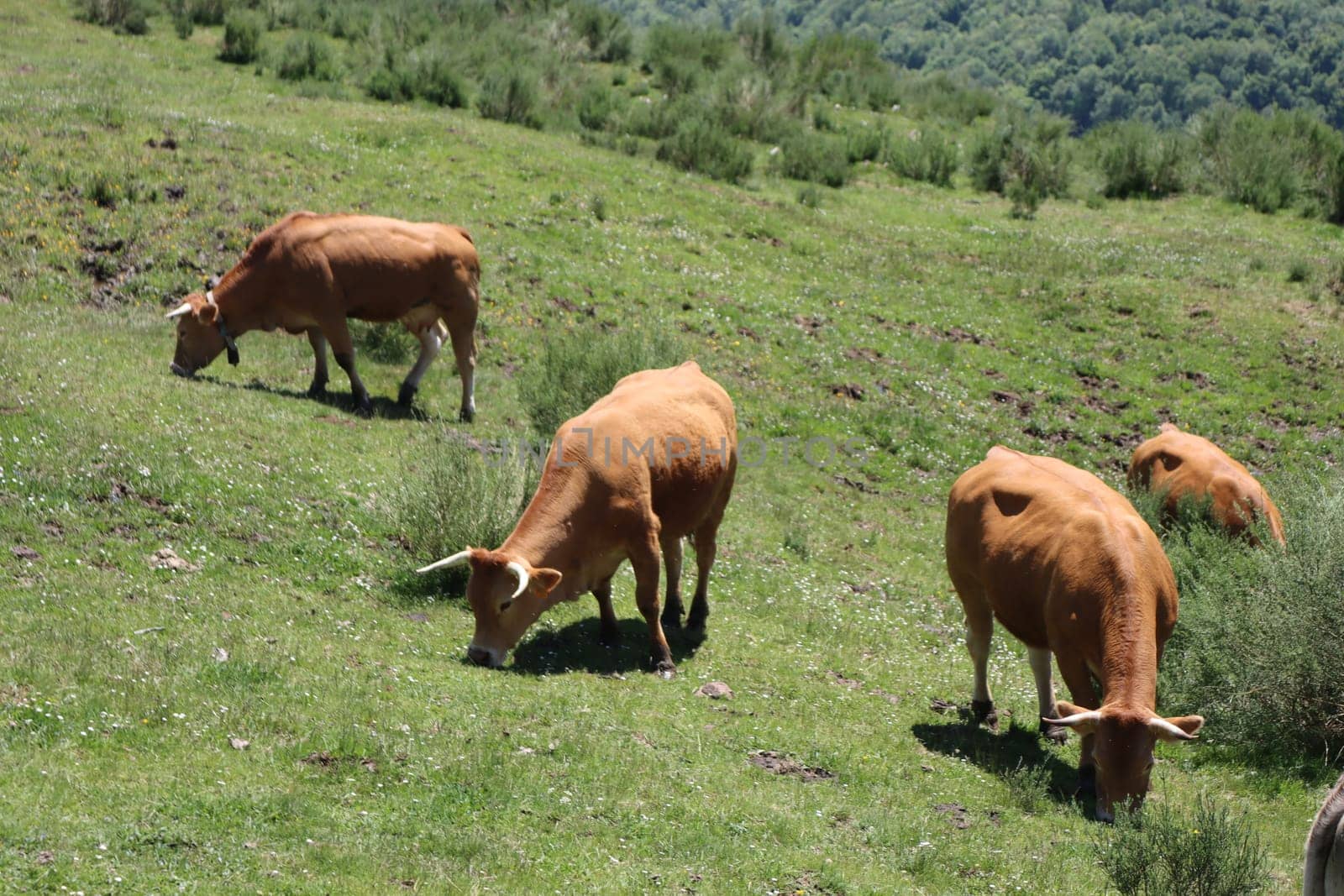 beautiful nature park full of animals of all kinds