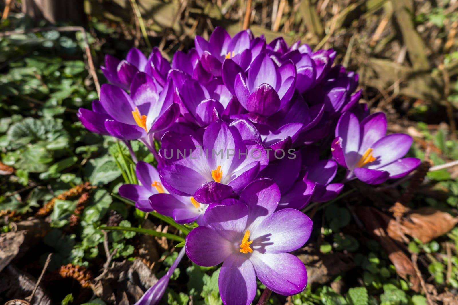 Lila Krokusse (Crocus spez.) - blühend