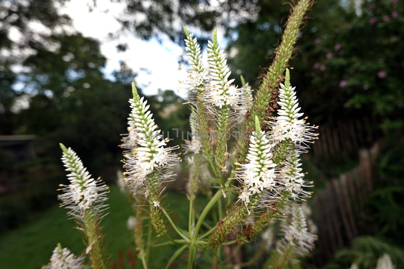 Kandelaber-Ehrenpreis (Veronicastrum virginicum, Syn. Leptandra virginica, Veronica virginica) - blühende Pflanze