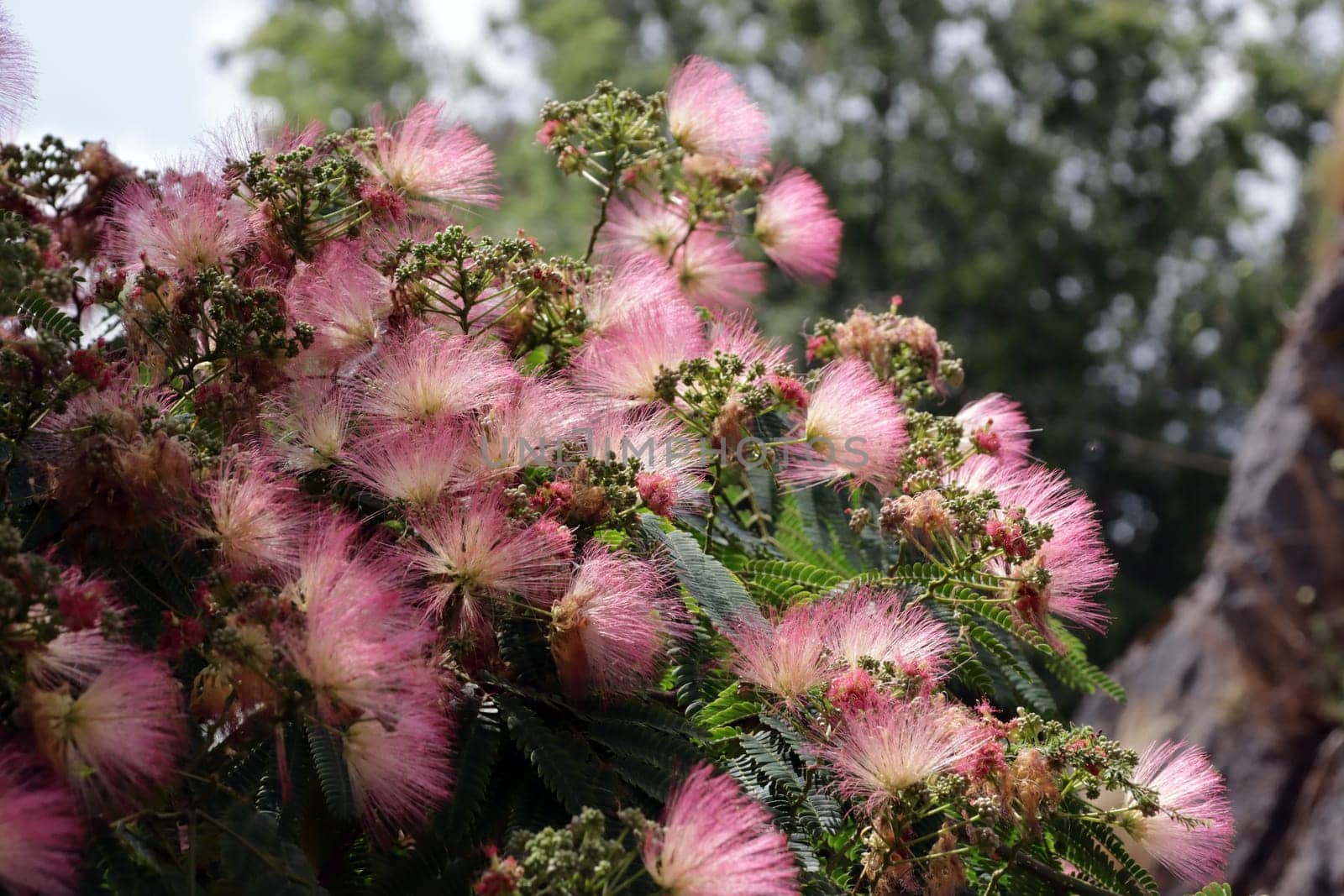 Seidenbaum (Albizia julibrissin), auch Seidenakazie oder Schlafbaum