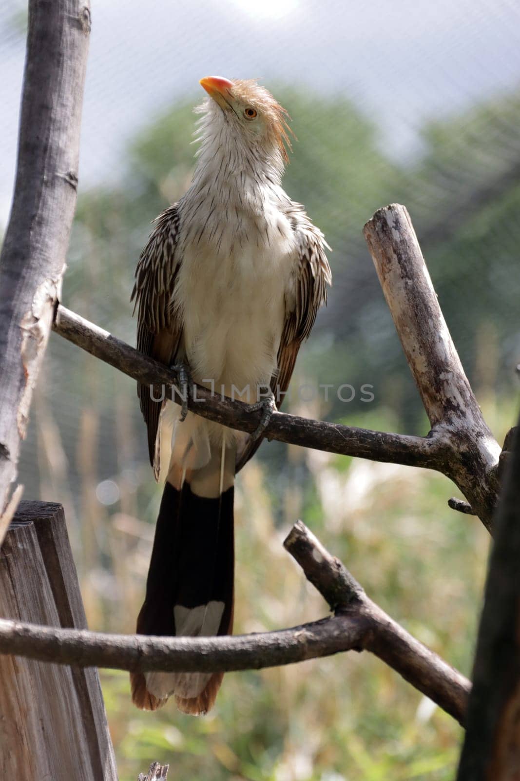 Guirakuckuck (Guira guira)