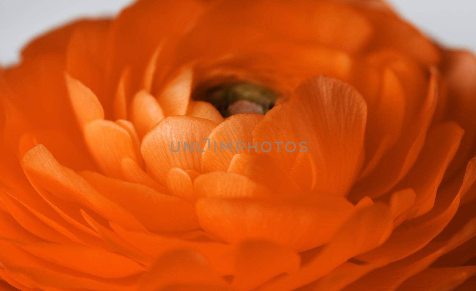 Close-up of the petals of a dark orange anemone