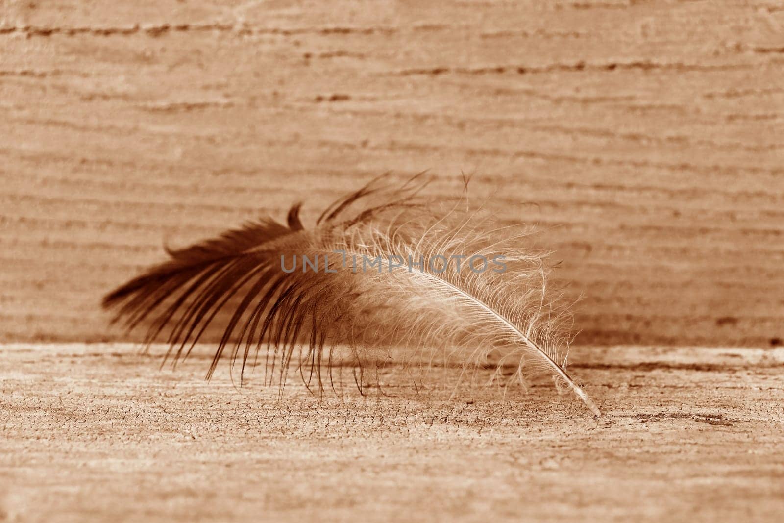 Close-up of a feather on a wooden background in Peach Fuzz