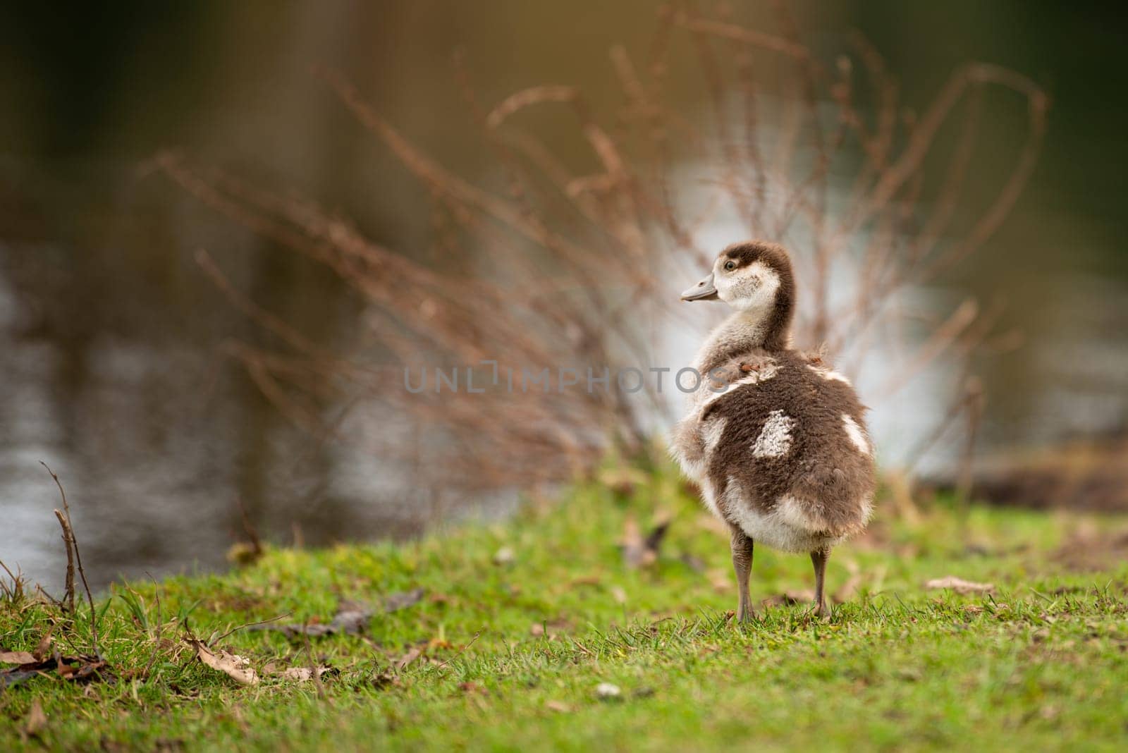Egyptian goose chick, alopochen aegyptiaca in the spring, animal and water bird