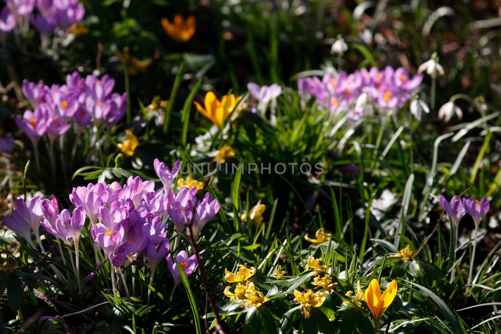 Crocuses in bloom, Close-Up, Germany