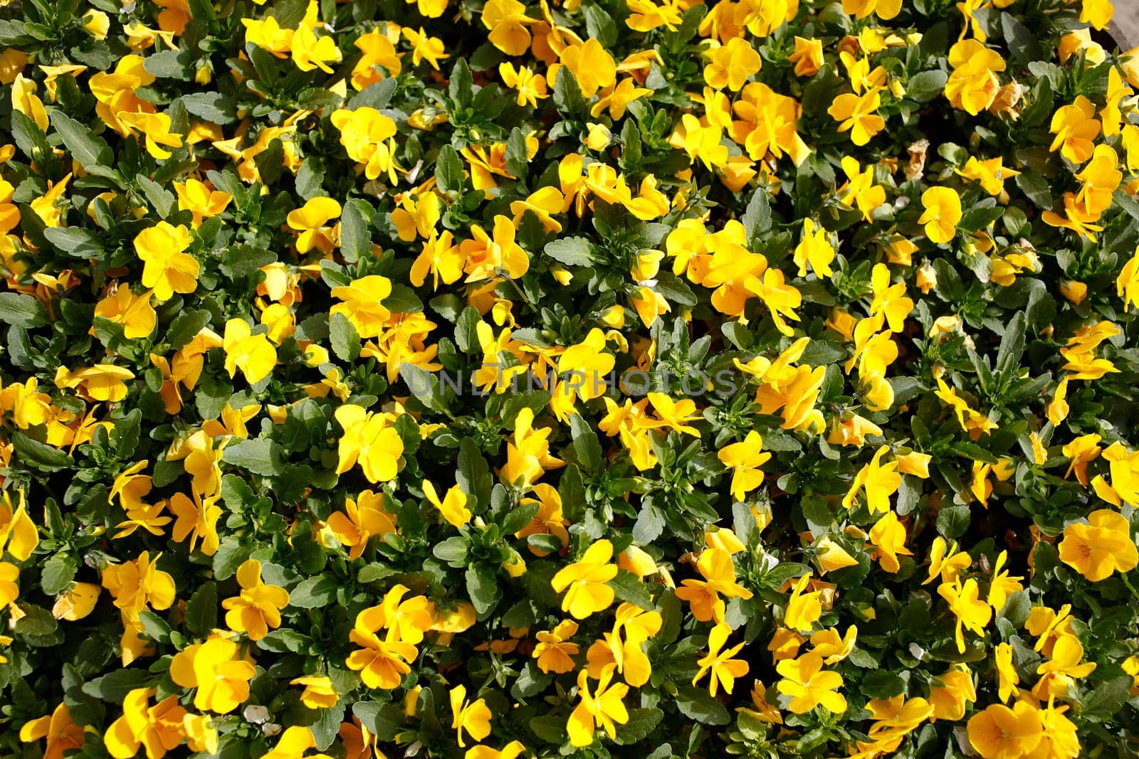 Yellow blooming primroses, Closeup, Background, Germany