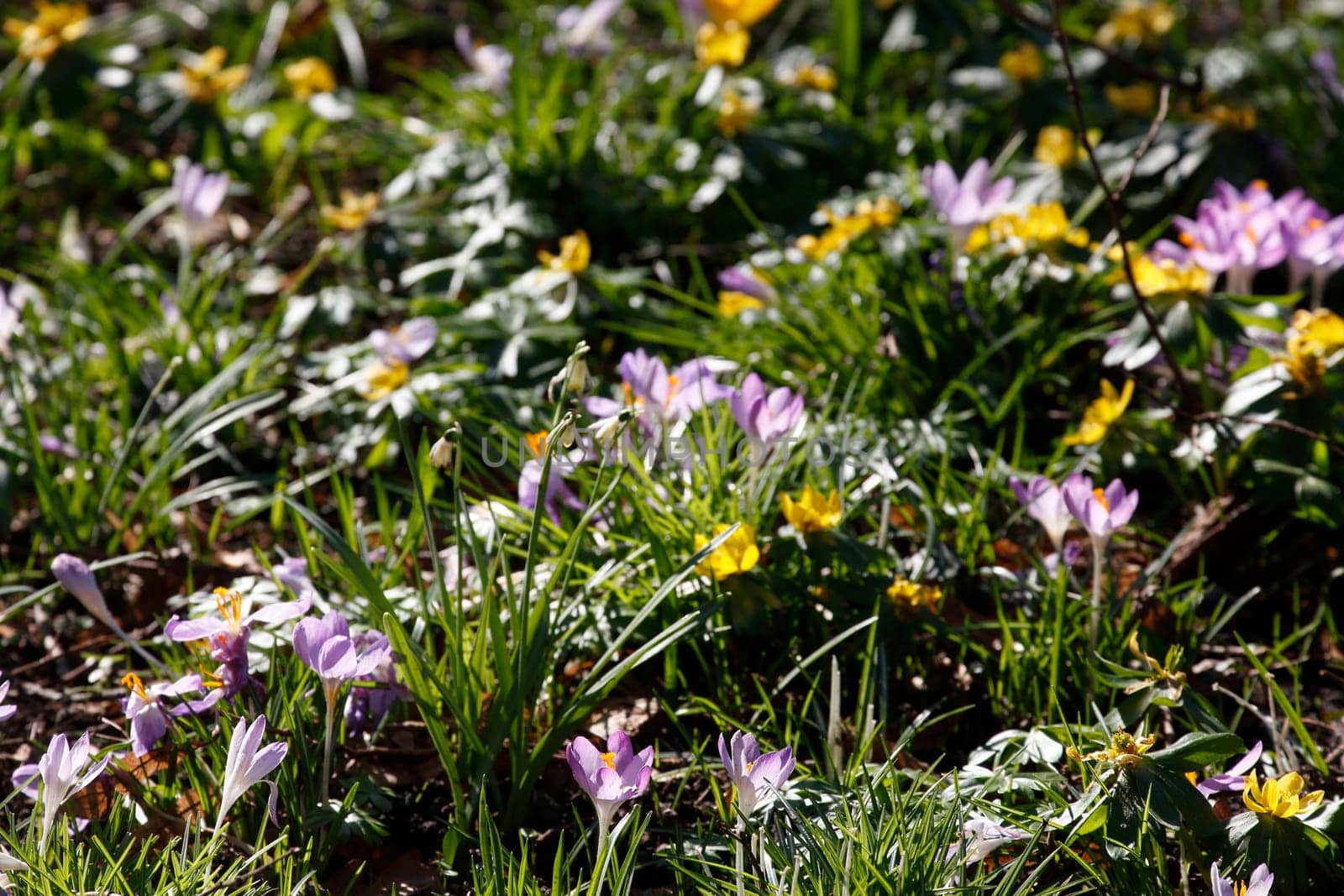 Crocuses in bloom, Close-Up, Germany