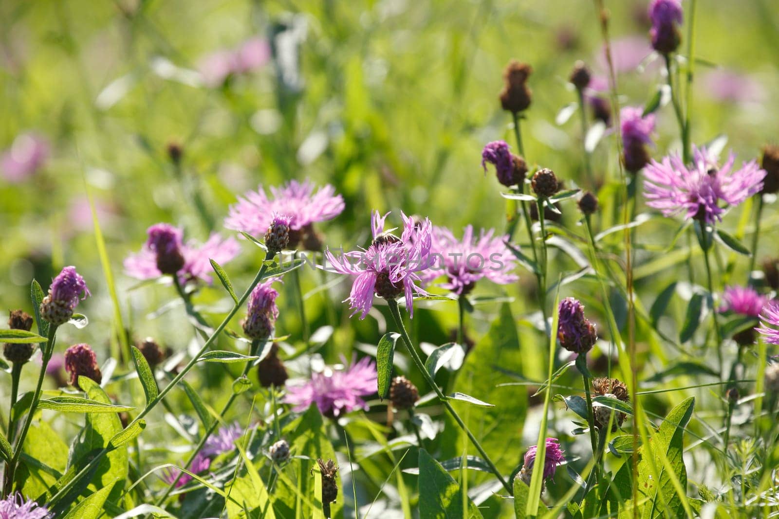 Pink cornflowers in a flower meadow, Germany