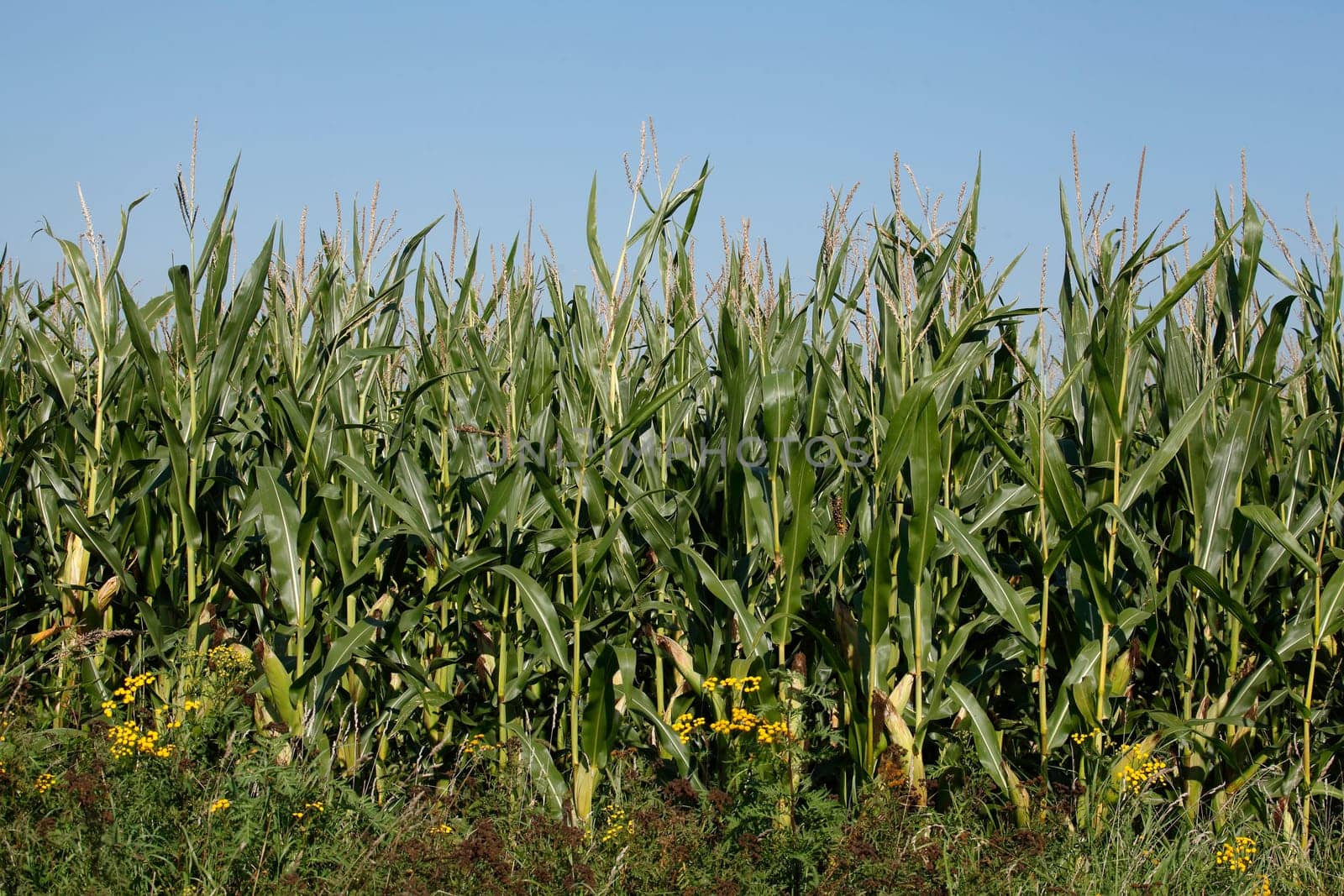 Corn field (Zea mays subsp. mays) , Bremen, Germany