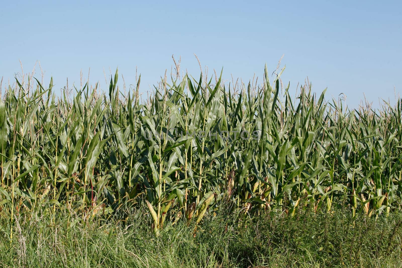Corn field (Zea mays subsp. mays) , Bremen, Germany