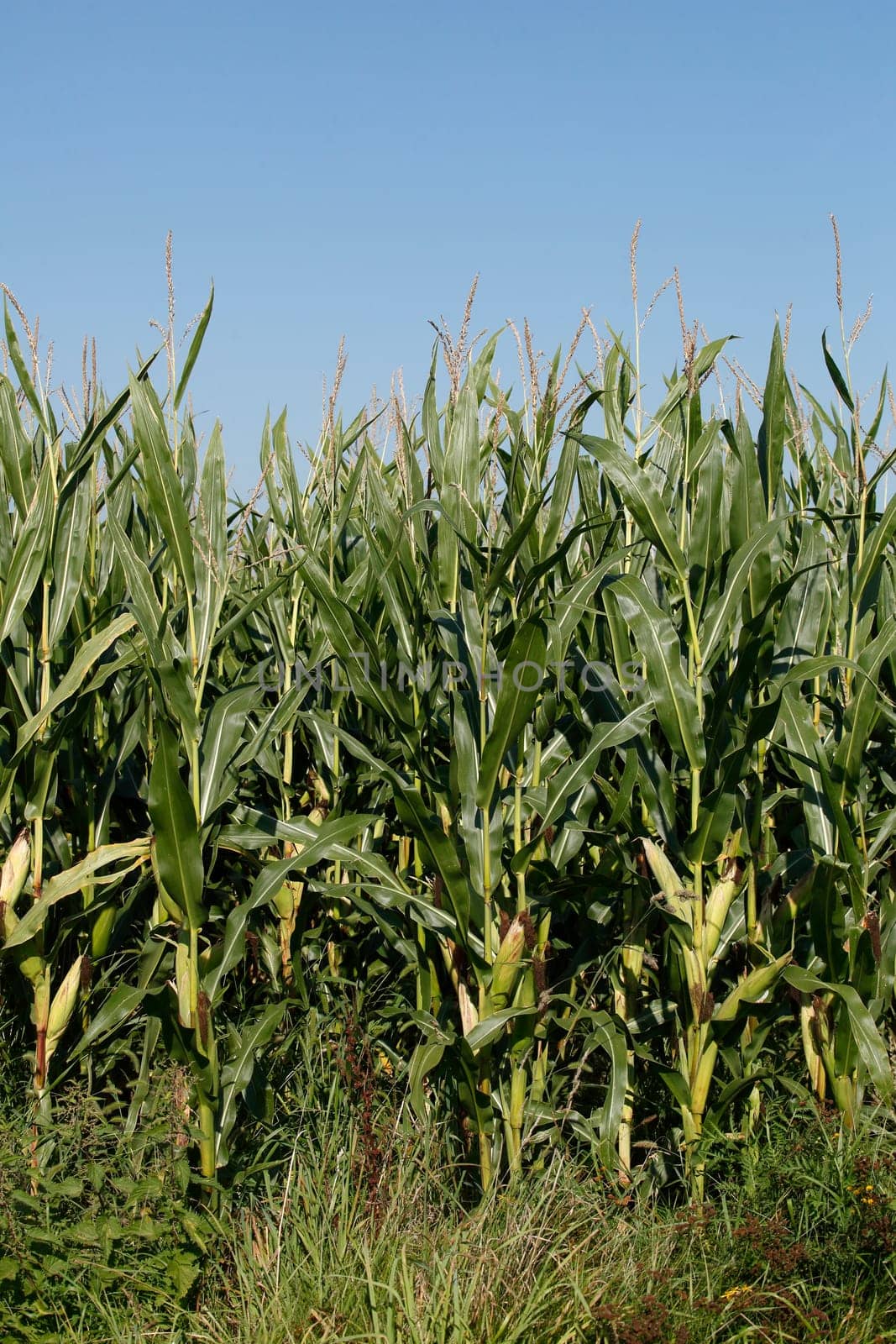 Corn field (Zea mays subsp. mays) , Bremen, Germany