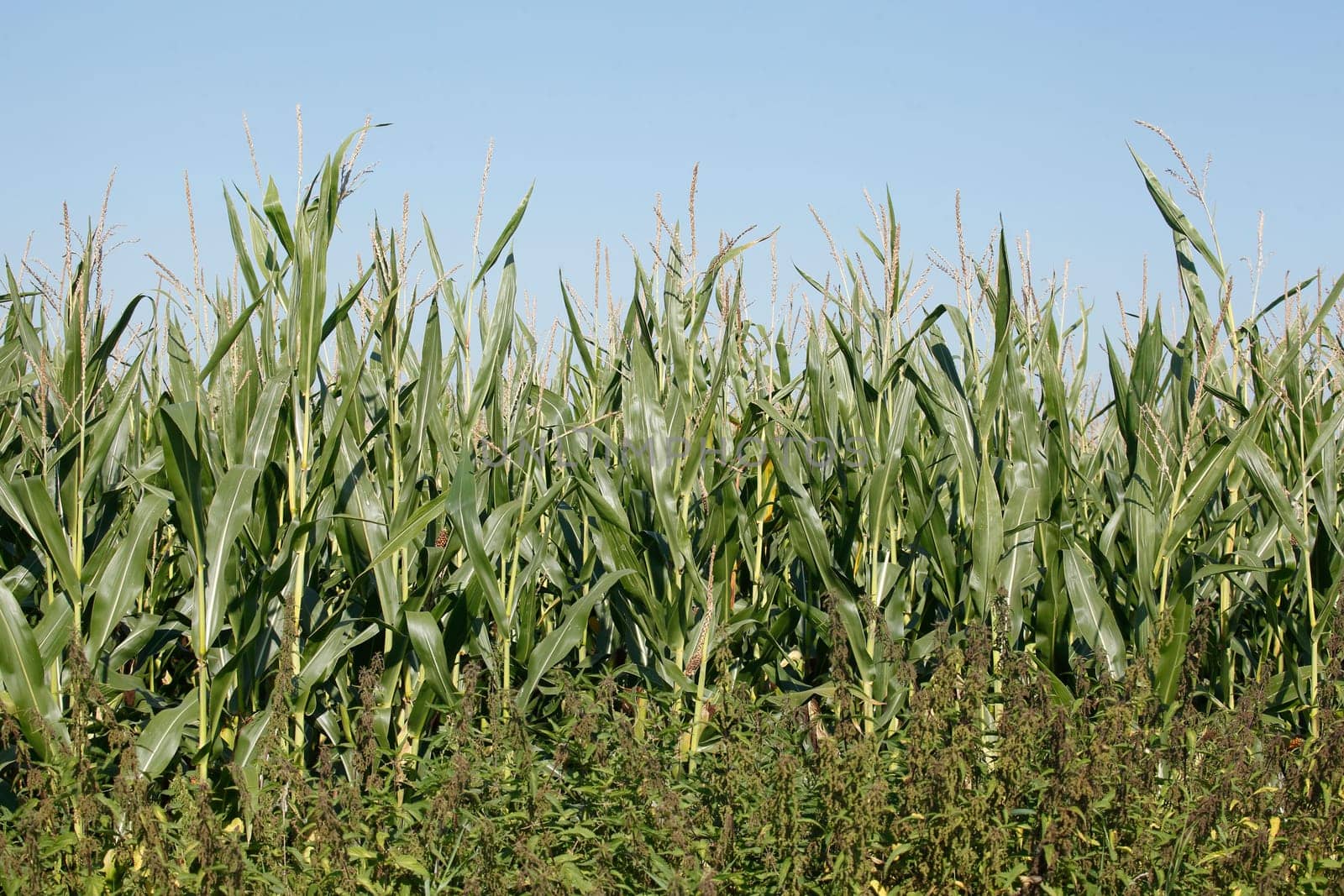Corn field (Zea mays subsp. mays) , Bremen, Germany