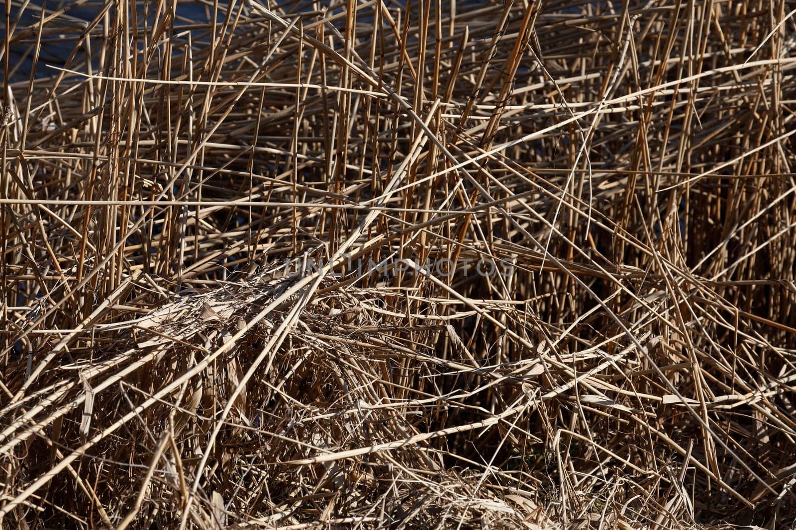 Brown reed grasses, background, Germany