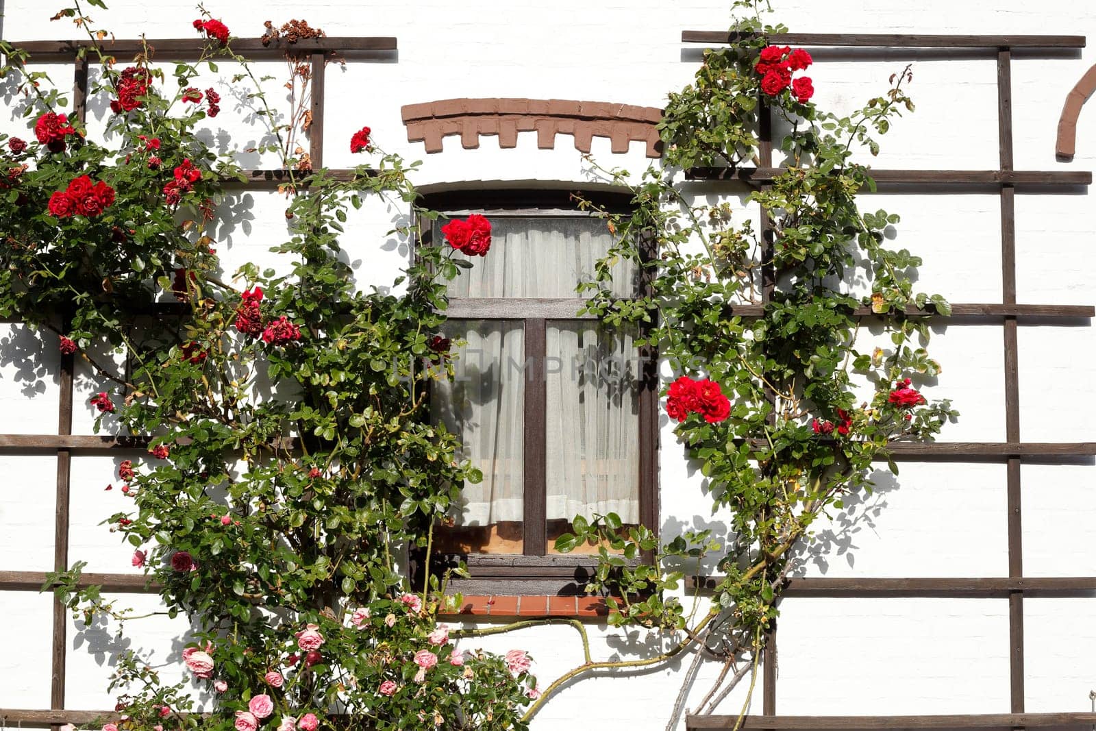 Old, brown wooden window with climbing roses on a white house wall, Germany