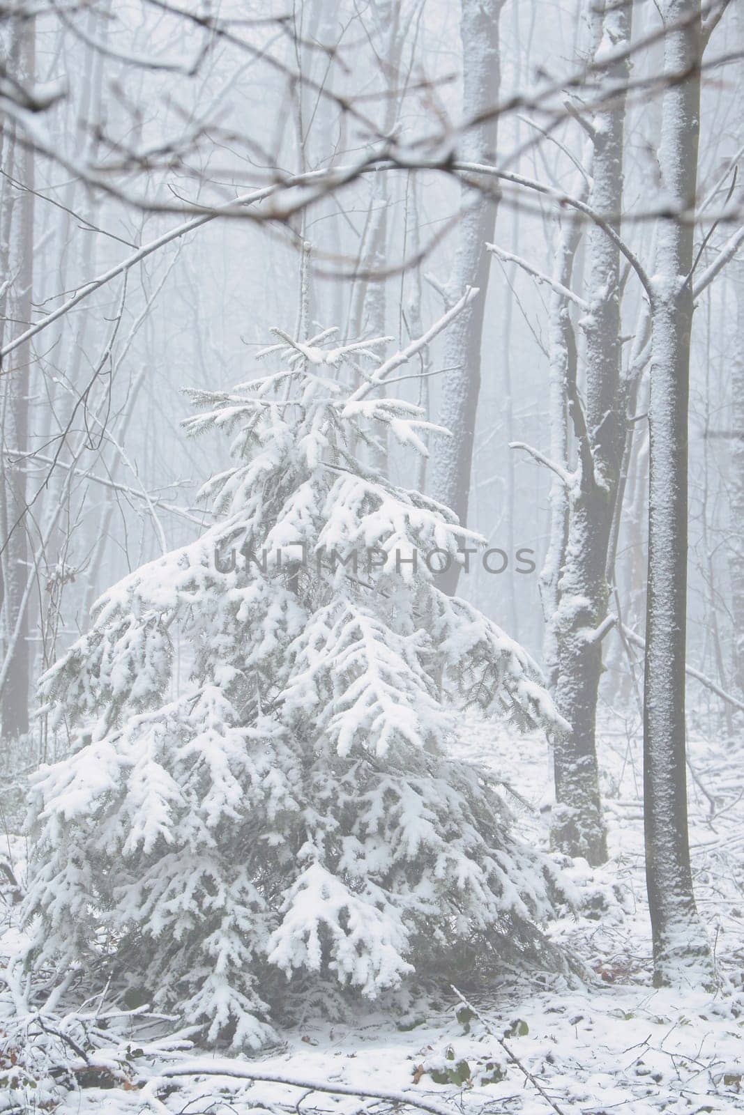 Snow-covered fir tree in a winter forest with snow. Coniferous forest covered in snow and frost. Landscape shot from the forest