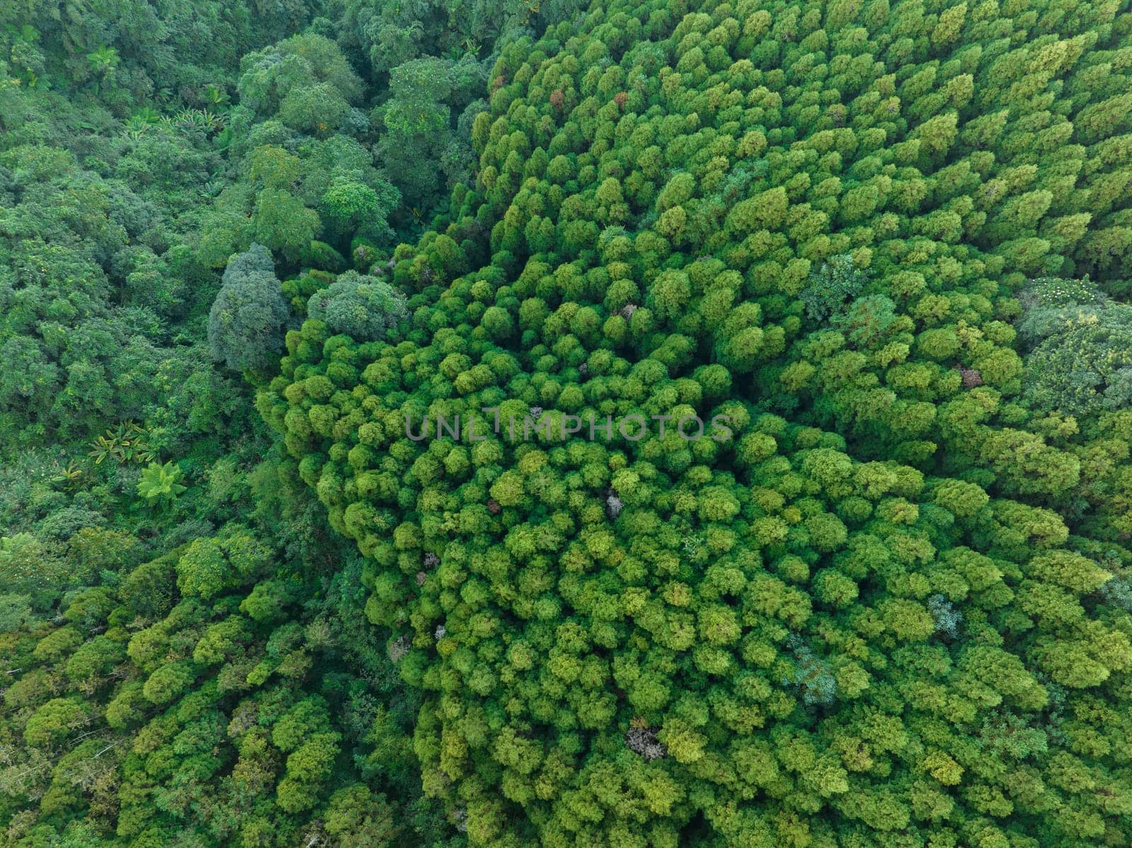 Top down view of the mountain forest