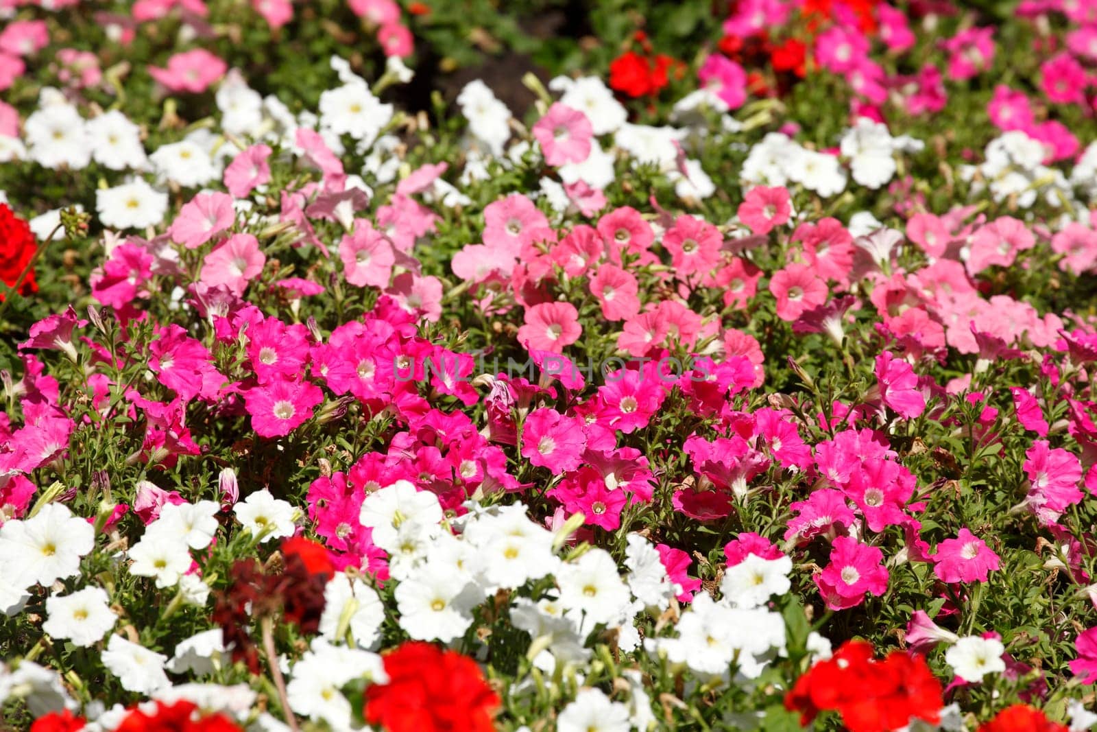 Colorful blooming primroses in a flower bed, Closeup, Germany