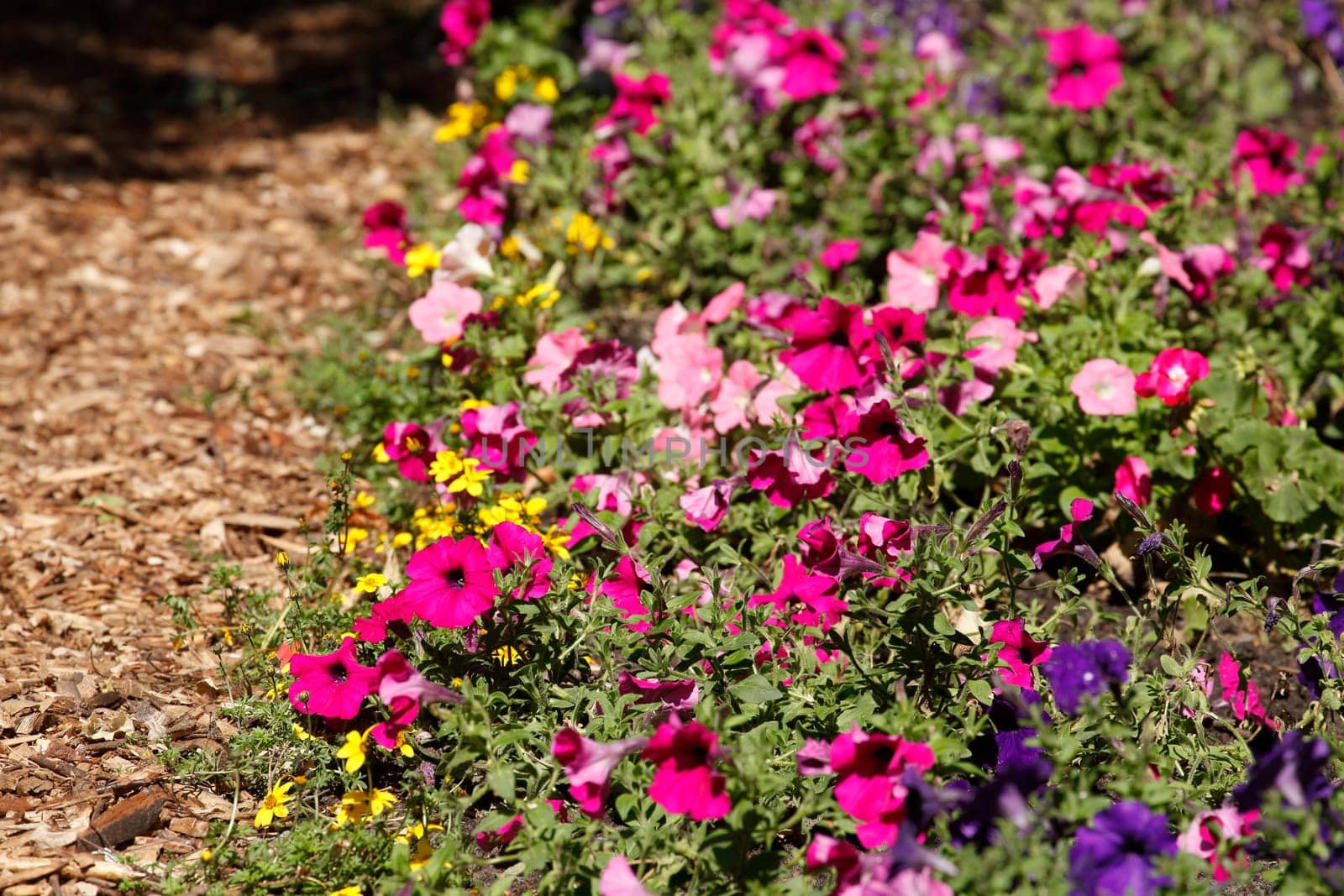 Colorful blooming primroses in a flower bed, Closeup, Germany