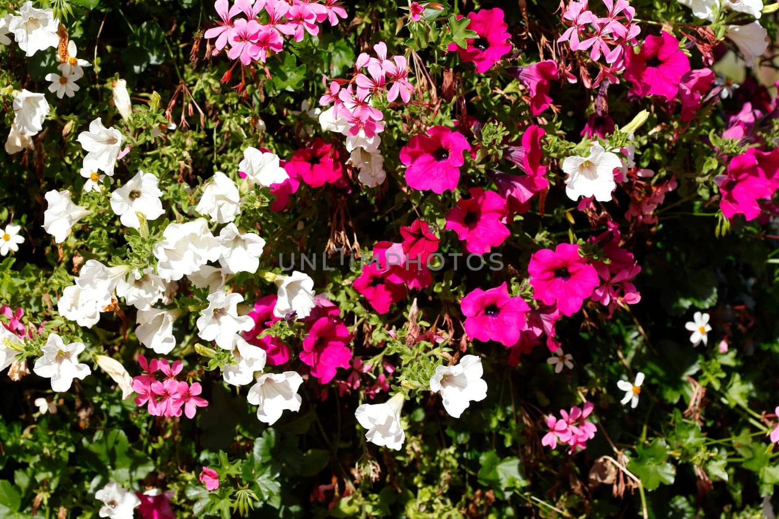 Pink and white flowering primroses, Closeup, Germany