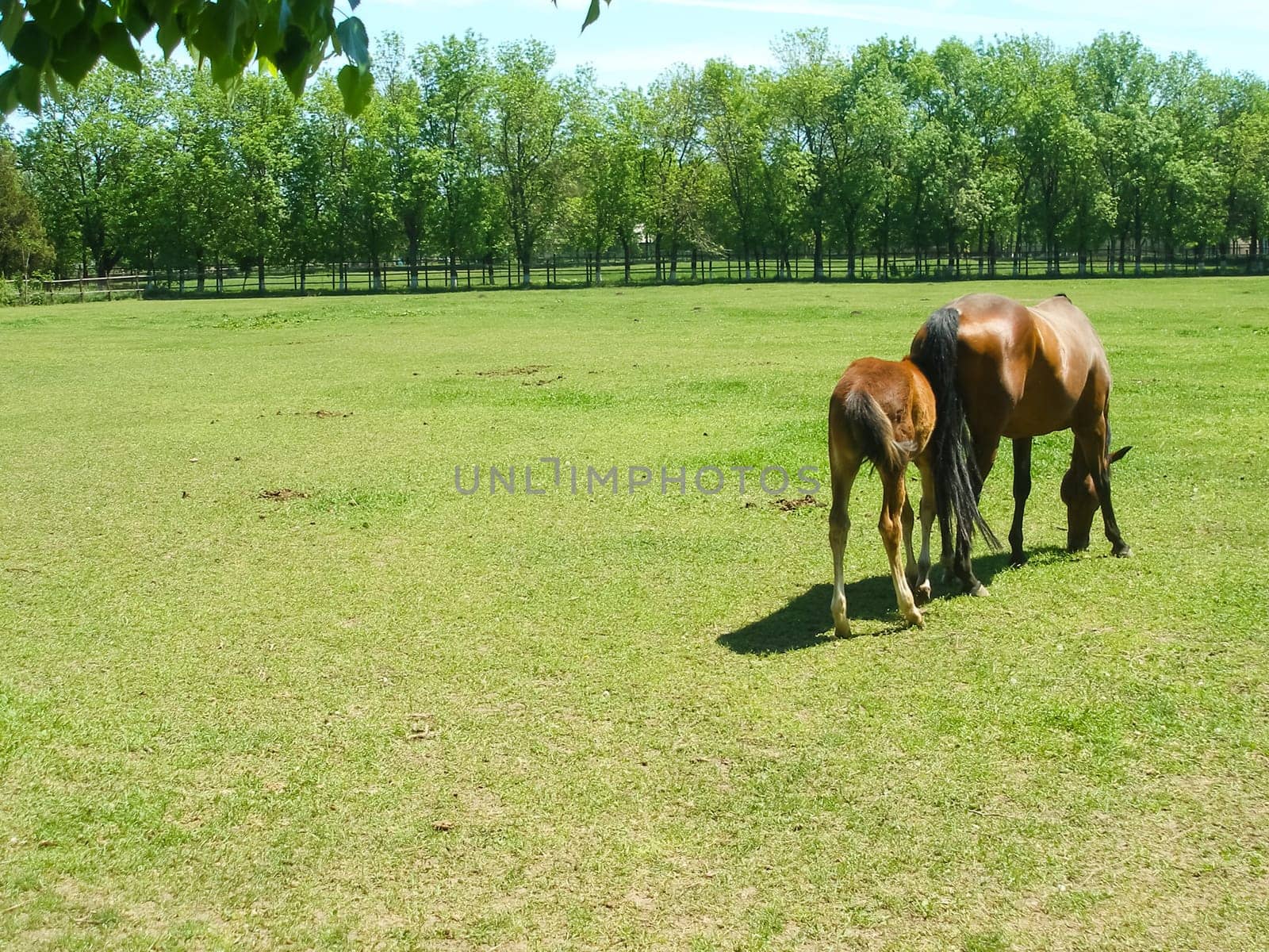 Horses graze in the meadow behind the fence. Horses in Novokubansk.