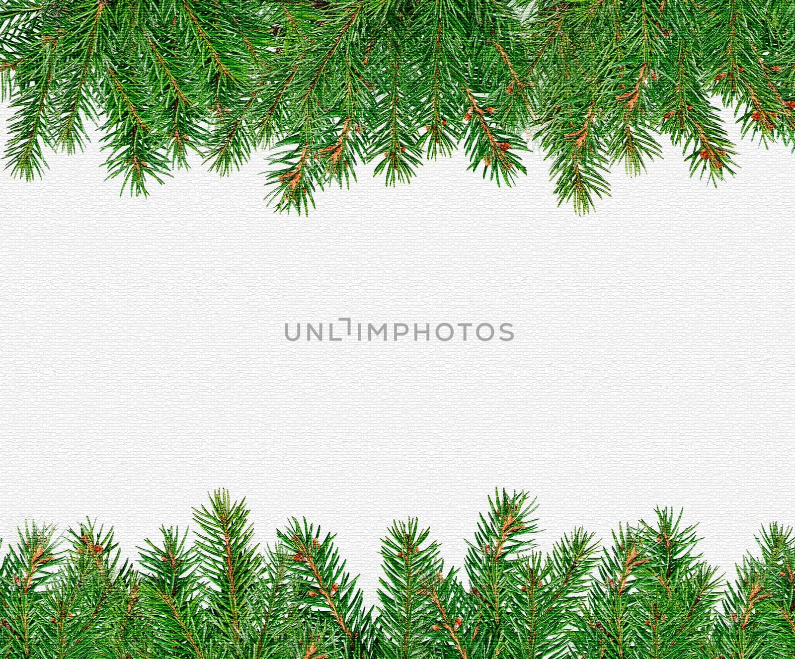 Isolated green spruce branches from below and above on a white background close-up