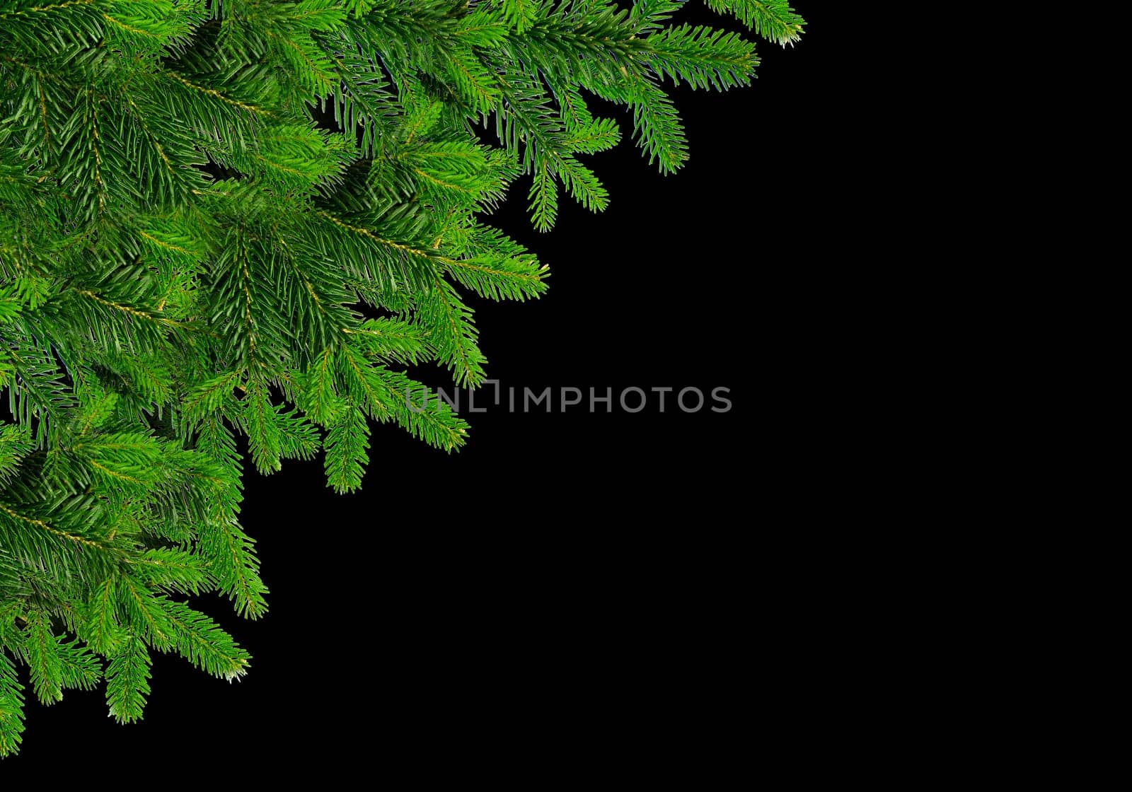 Isolated green spruce branches in the upper left corner on a black background close-up
