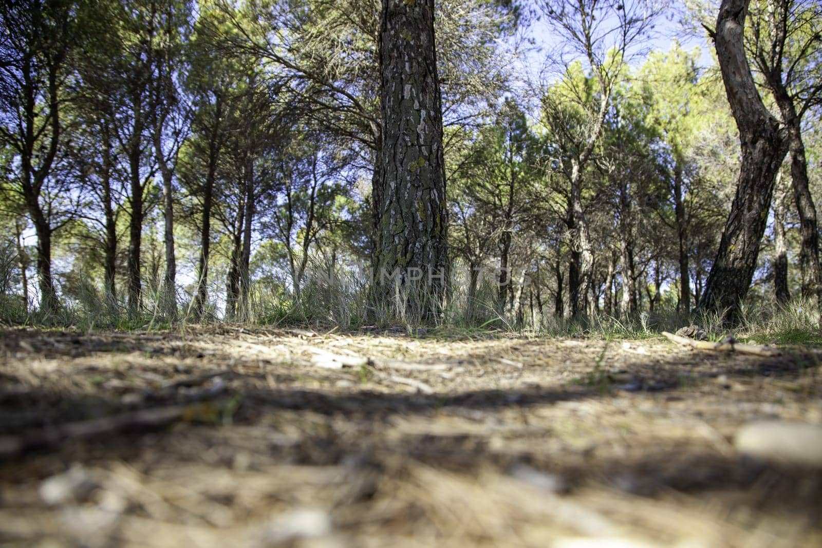 Detail of forest on a mountain in a forest in Spain, nature