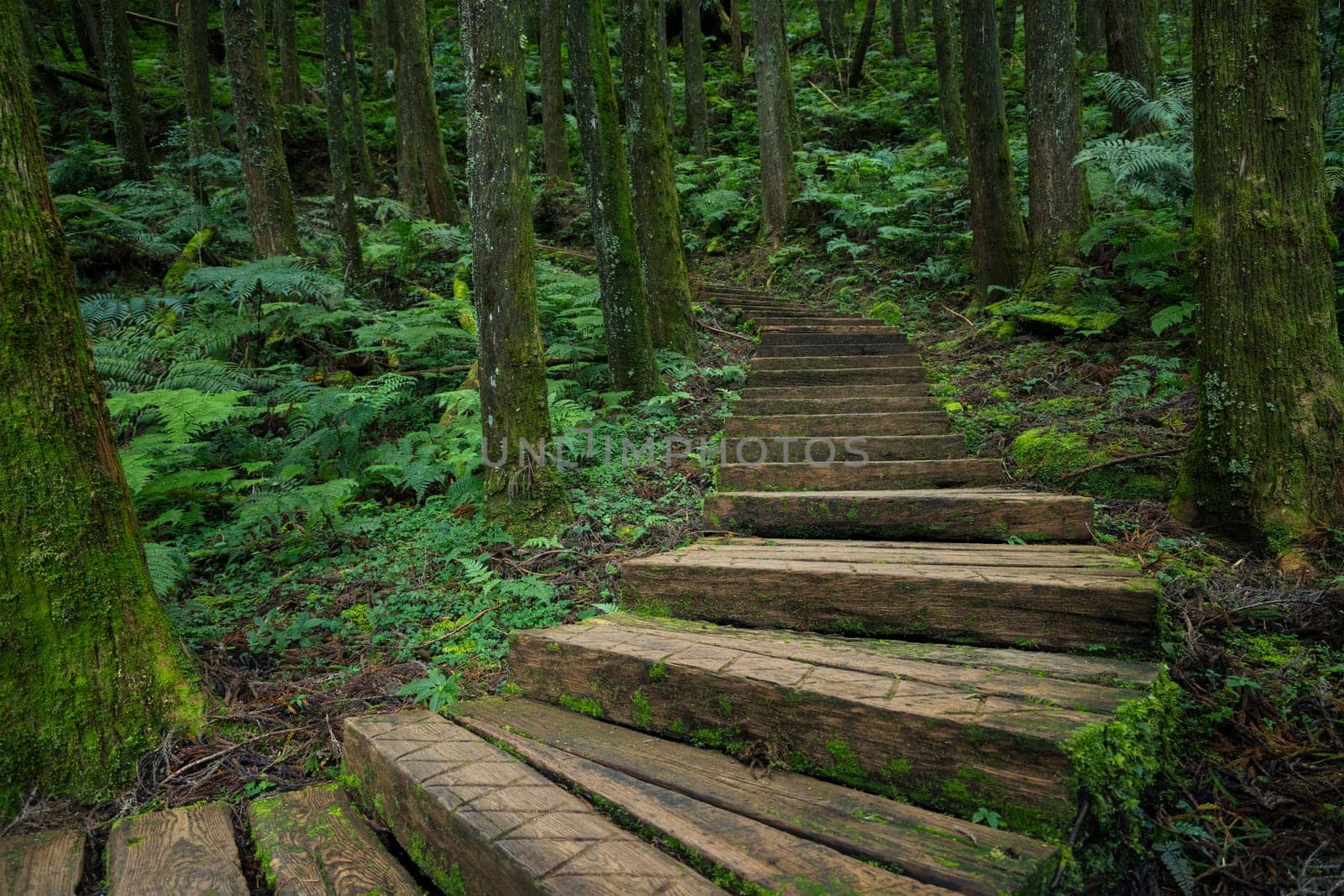 Beautiful wooden trail in the tree forest