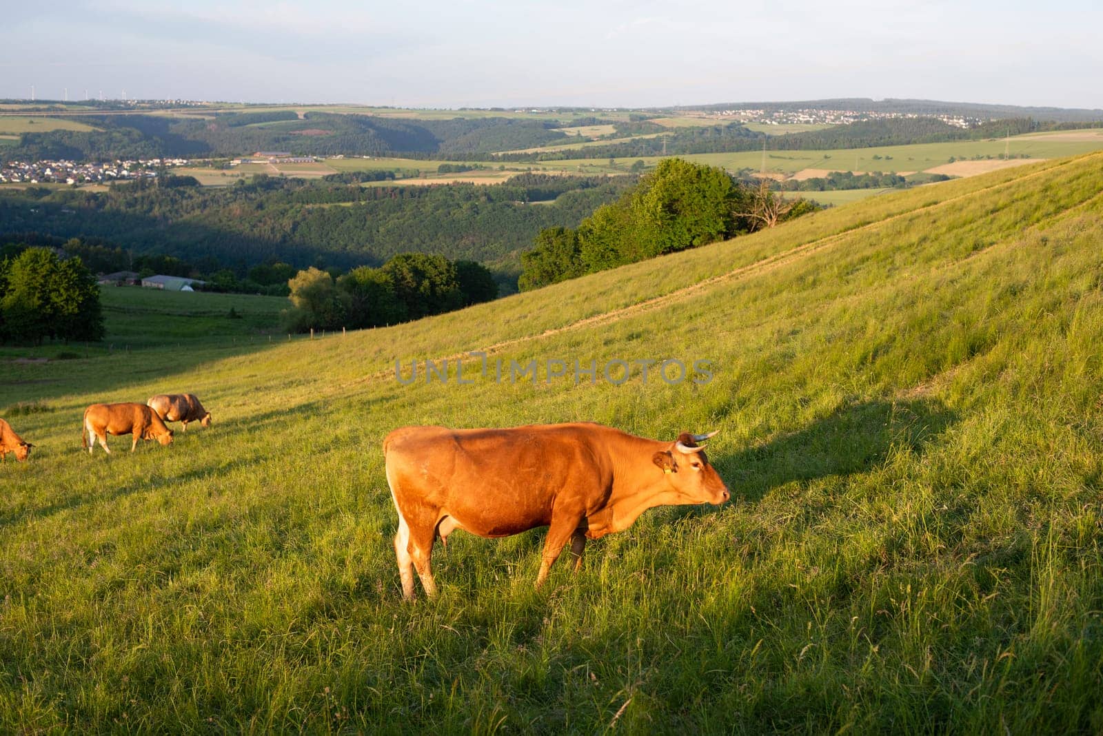Cows grazing on pasture in Germany, species appropriate animal husbandry, farmland meadow