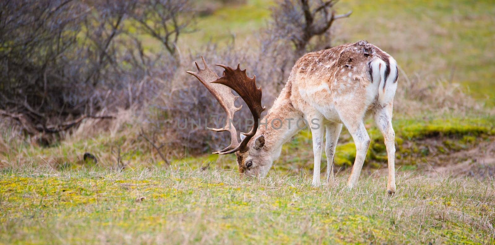 Red deer stag with antlers in spring, forest of Amsterdamse Waterleidingduinen in the Netherlands, wildlife in the woodland