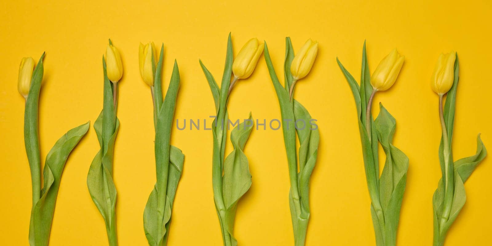 Bouquet of blooming tulips with green leaves on a yellow background, top view
