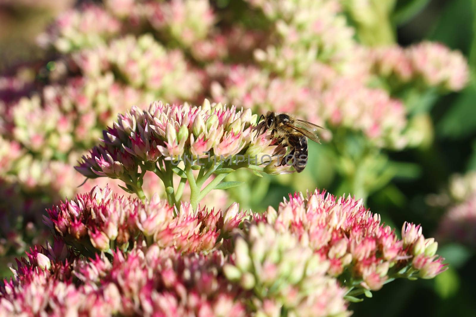 Wild bee fetches the nectar from the flowers of the sedum or stonecrop.