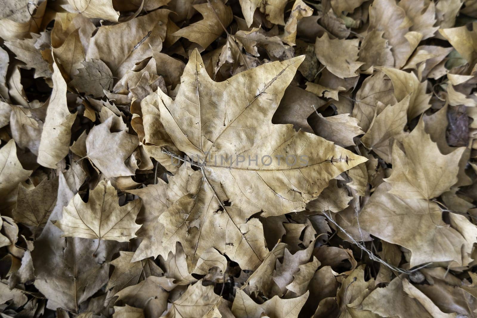 Detail of dry tree leaves in a forest on a cold autumn day