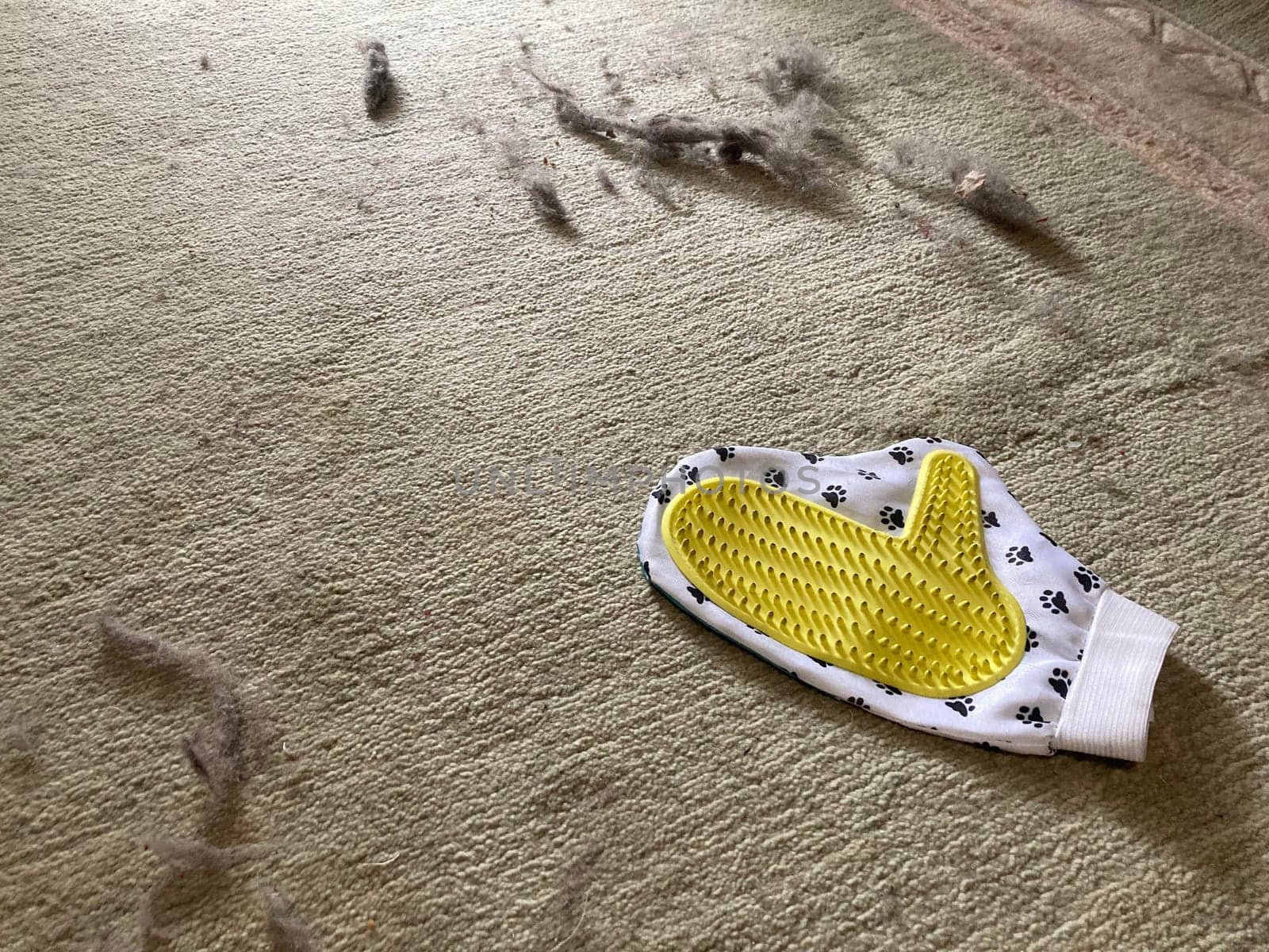 Using a glove to the remove cat hair from the carpet