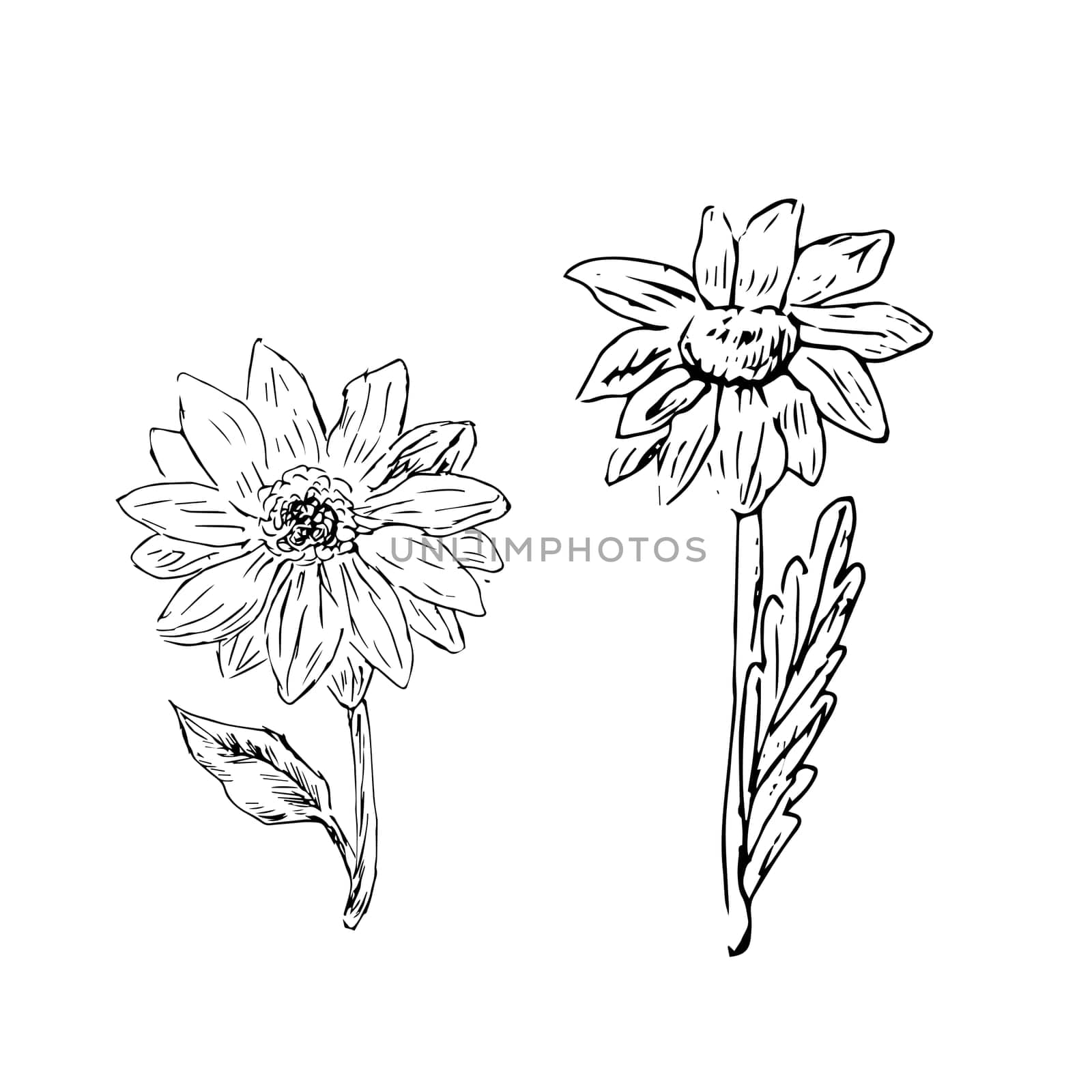 doodle sketch of honey flowers isolated. Vector illustration can used for botanical design, posters and print for interior. Retro vintage illustration camomile and sunflower outline