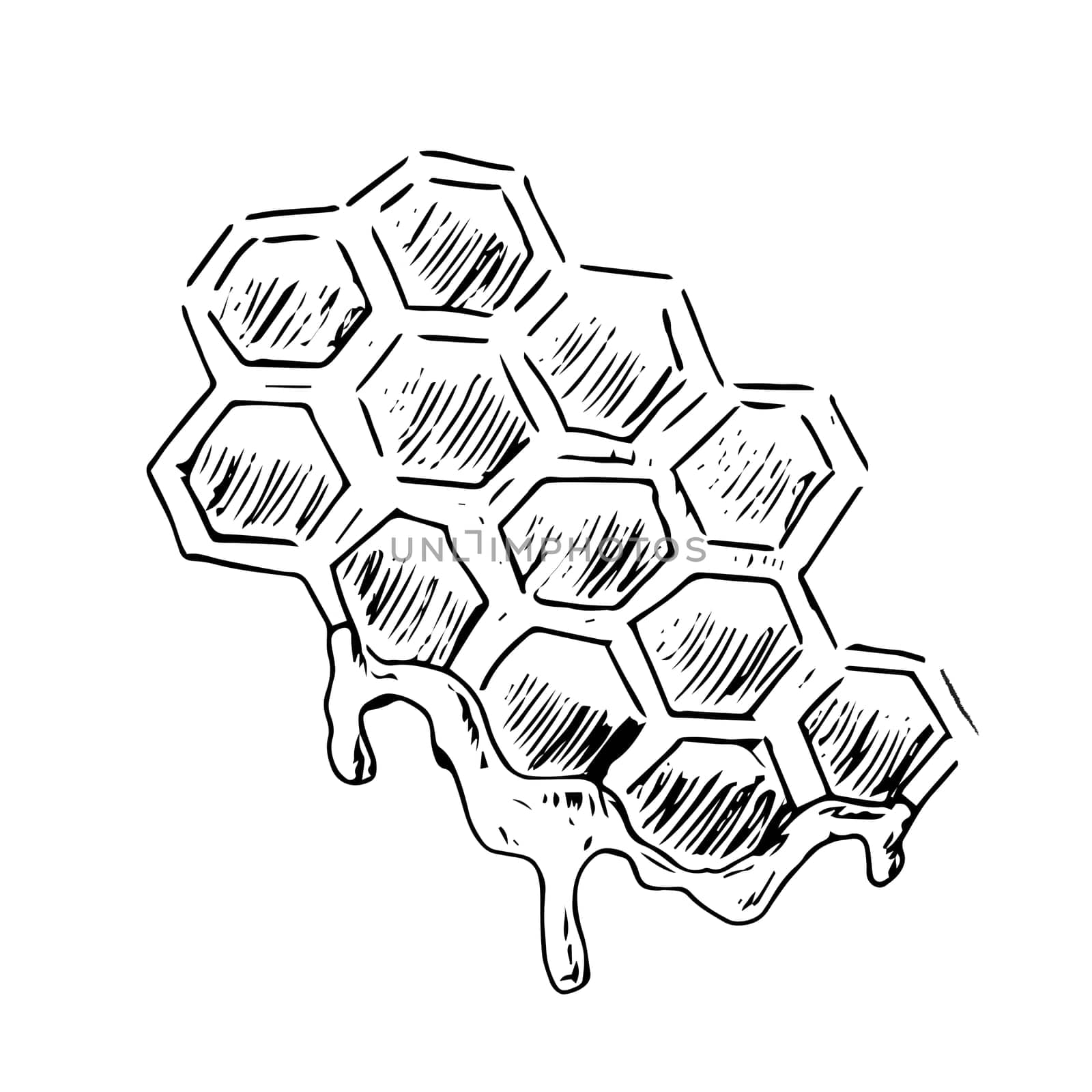 Honeycomb propolis doodle sketch. Honey in cell. Hand drawn vector illustration of honey product in vintage style