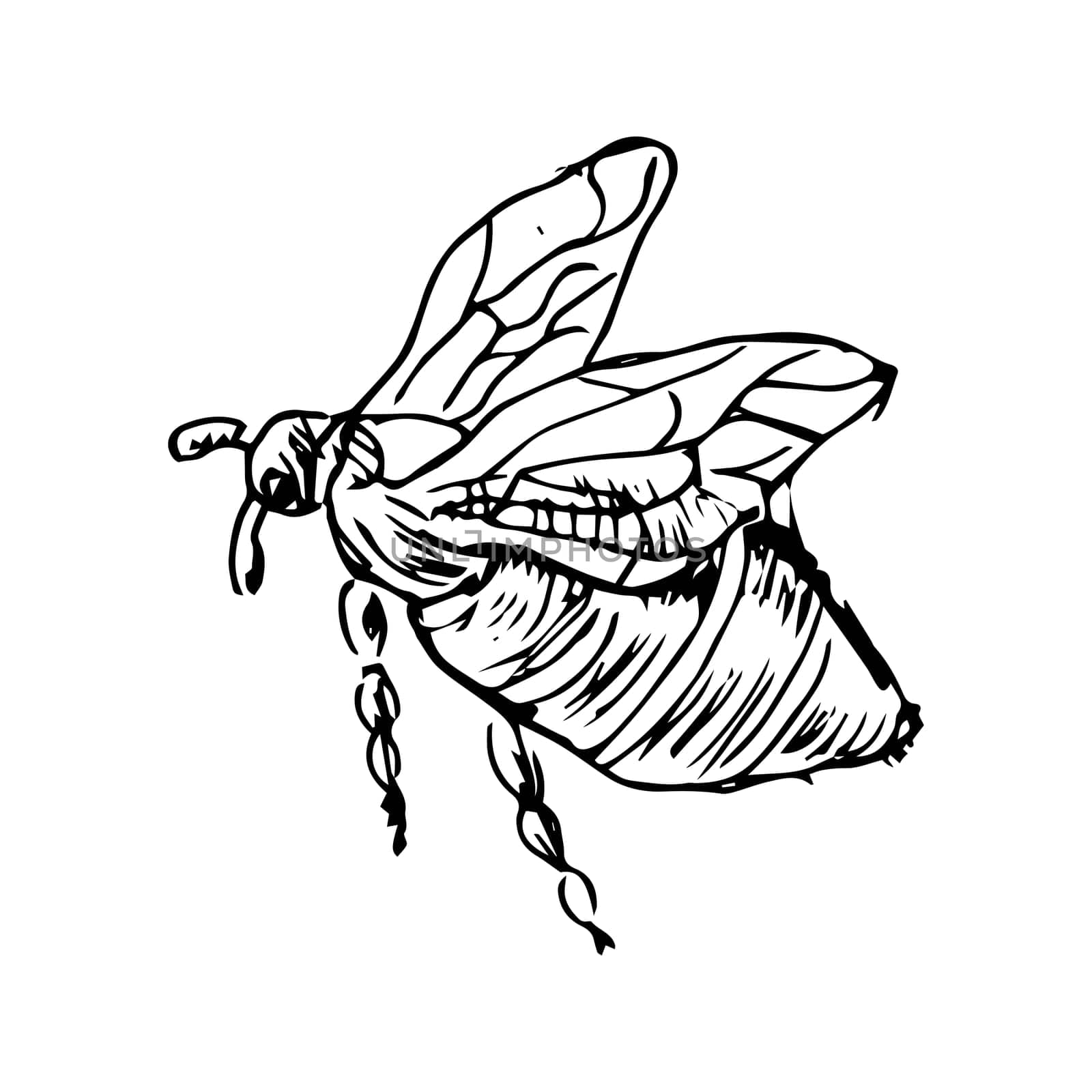 Honey bee flying sketch, top above. Vintage drawing, outline vector. Vector illustration can used for poster, cards, banner and label. Retro style.