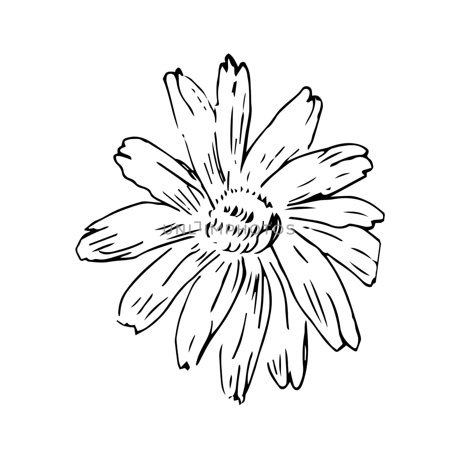 doodle sketch of honey flower camomile head isolated. Vector illustration can used for botanical design, posters and print for interior. Retro vintage illustration camomile outline.