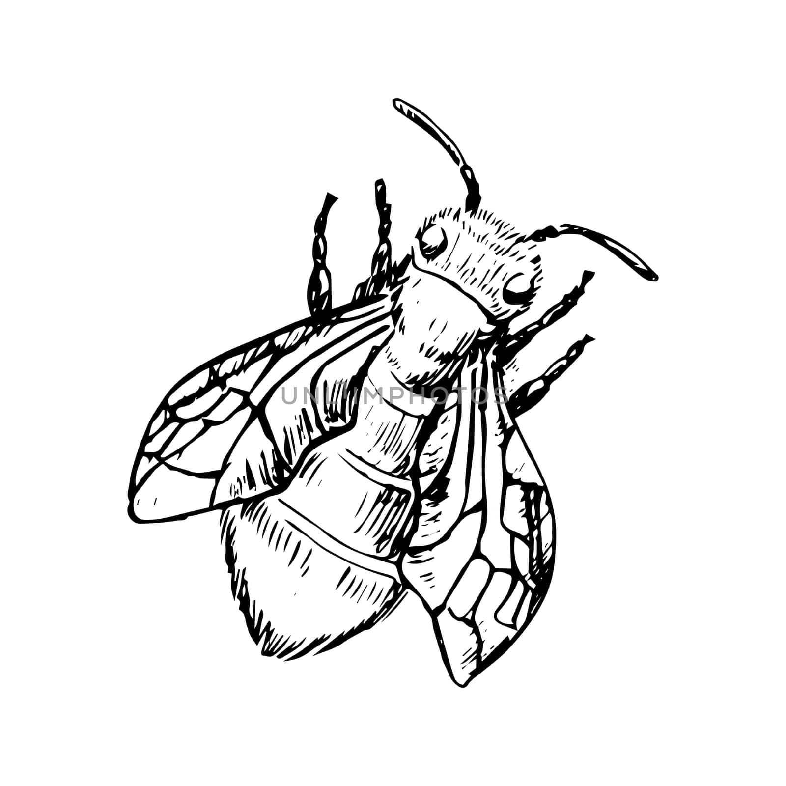 Honey bee flying and sitting sketch. Vintage drawing, outline vector. Vector illustration can used for poster, cards, banner and label. Retro style.